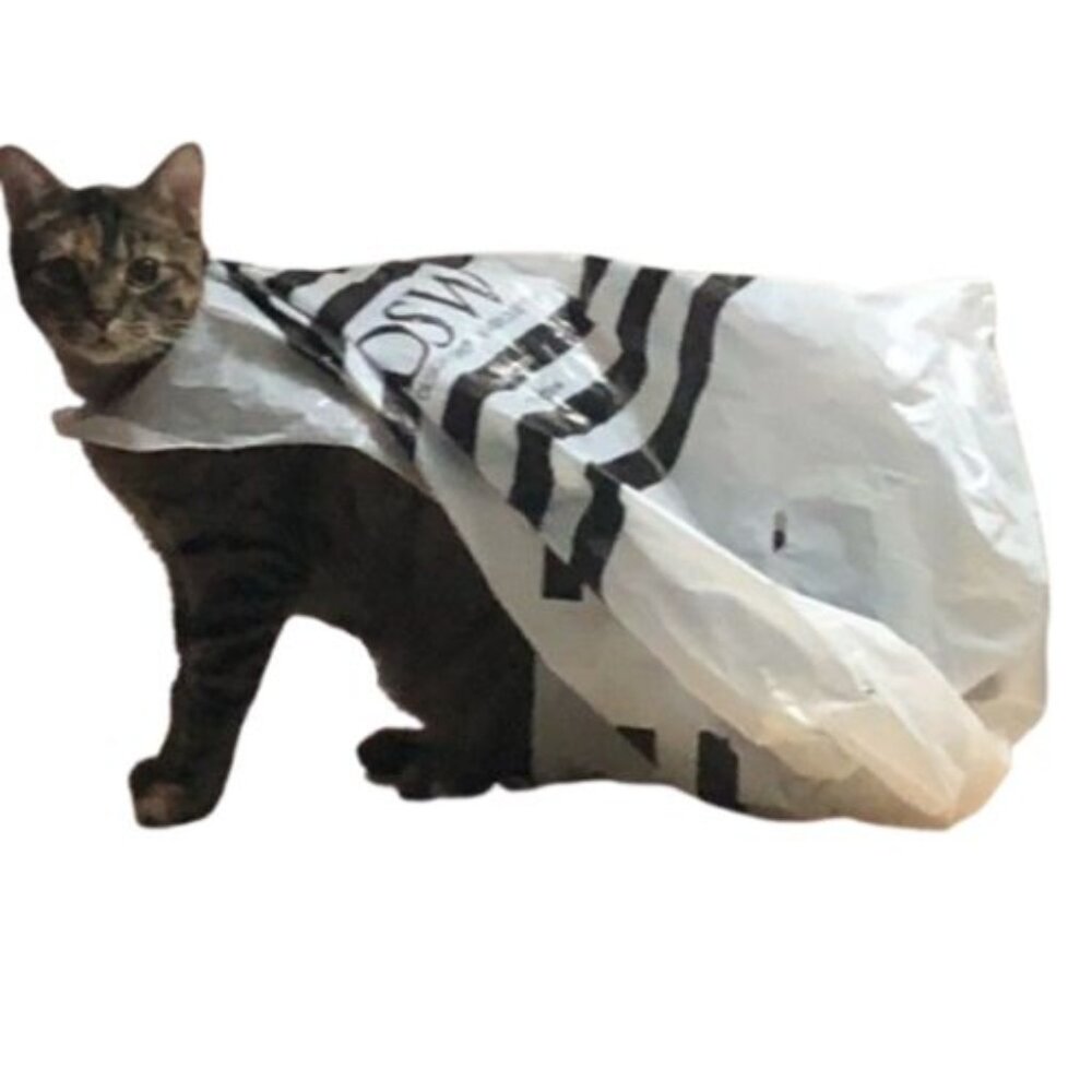 🐈 Sales = tuna 🐟 + empty bags 🛍️